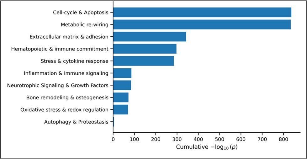 thematicGO enrichment of DEGs in bone marrow after oxaliplatin treatment based on 3,691 DEGs (FDR<0.05, |Fold change|>1.5). Bar plot shows the cumulative enrichment scores (−log₁₀ of p-values) for grouped biological themes derived from the significantly enriched Gene Ontology (GO) terms with p-value less than 0.01. GO terms were classified into predefined categories based on keyword matching. The names of the terms for each theme are provided in the Supplemental Section, Table S2.