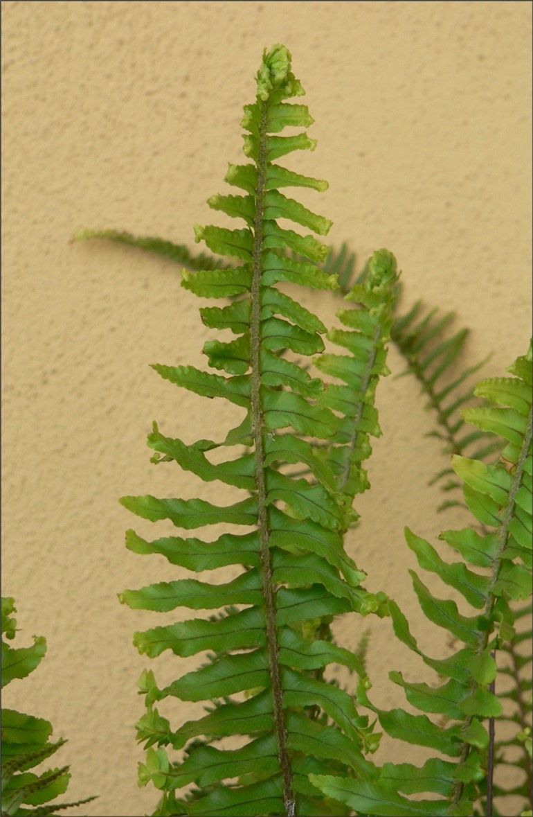 Figure 2. Different levels of expression of the phenotype along the fronds, with ‘wavy shaped’ pinnae tips near the apical part of the mother frond and secondary fronds emission at a greater distant from the crosier.