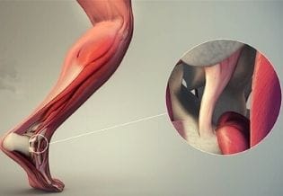 Journal of Tissue Repair and Regeneration 