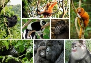 Journal of Primates