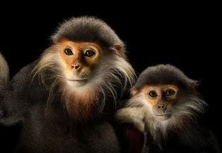 Journal of Mammal Research 