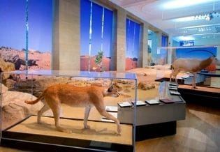 Journal of Zoological Research
