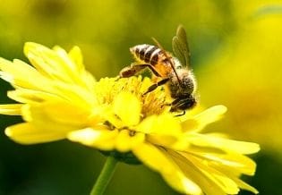 Journal of Plant and Animal Ecology