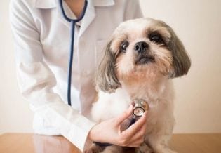 Journal of Veterinary Healthcare
