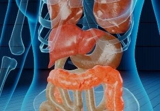 Journal of Human and Animal Intestines 