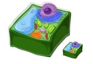 Journal of Plant Cell  Development