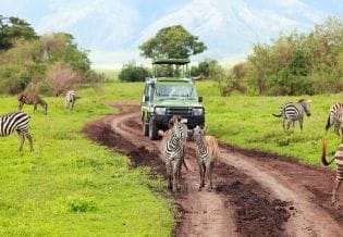 Journal of Wildlife