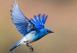 International Ornithology